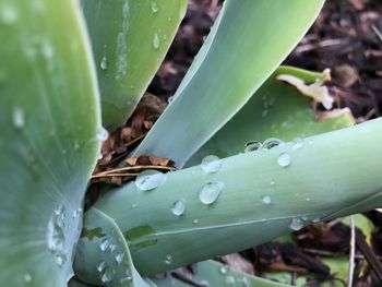 Close-up of wet leaf on plant