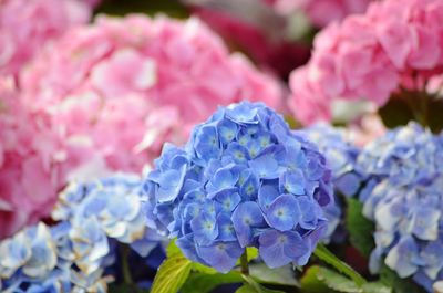 Close-up of fresh purple hydrangea flowers in park