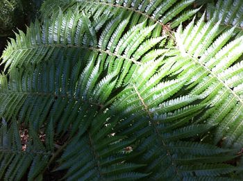 Full frame shot of palm tree leaves