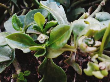 Close-up of plants