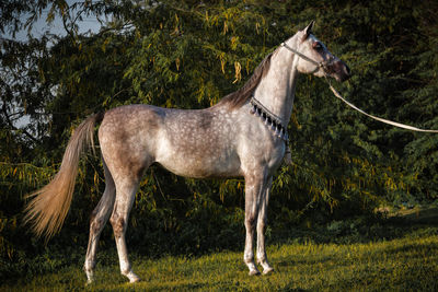 Side view of horse on field