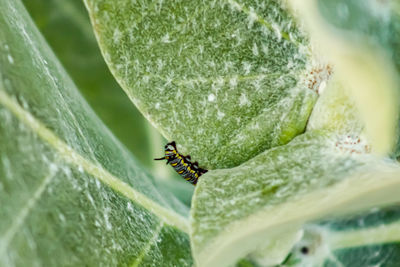 Close-up of insect on leaf