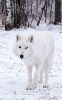 Portrait of sheep standing on snow field during winter