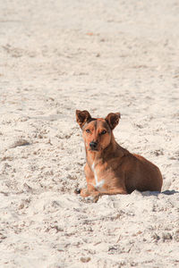 Dog in beach