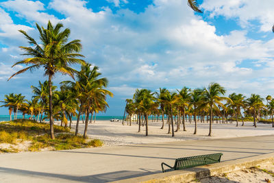 Palm trees on beach against sky