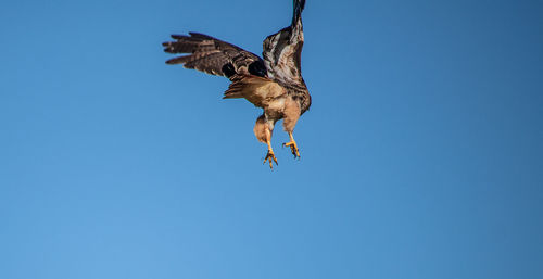 Low angle view of eagle flying