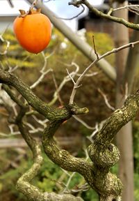 Close-up of fruit growing on tree