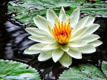 Close-up of lotus water lily in lake