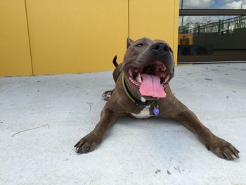 Dog sitting on road