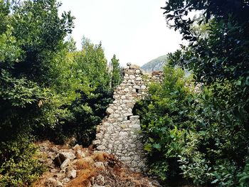 Trees growing in park