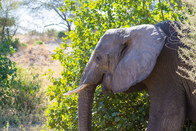 Side view of elephant