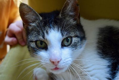 Close-up portrait of cat