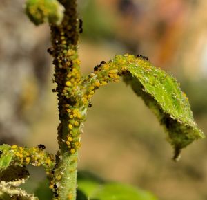 Close-up of flowering plant