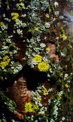 Close-up of tree trunk in forest