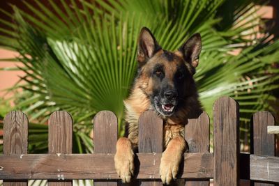 Portrait of dog on wood