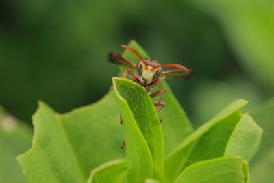 Close-up of insect on leaf