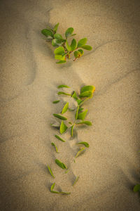 High angle view of plant leaves on sand