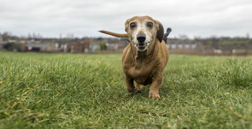 Portrait of dog on field