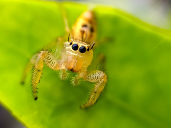 Close-up of spider