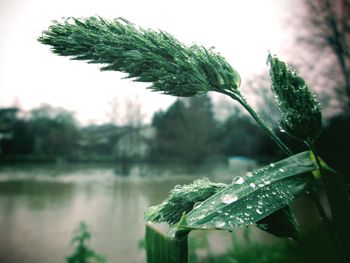 Close-up of raindrops on plant