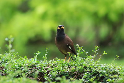 Bird perching on a field