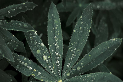 Close-up of wet plant leaves during rainy season, raindrops pattern