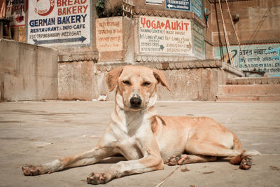 Close-up of dog