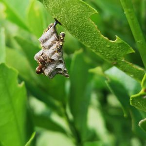 Close-up of insect on leaf