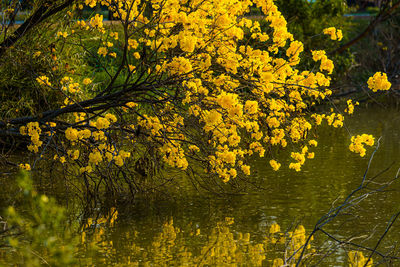Yellow flowering plants by lake