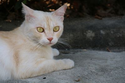 Lonely cute white and orange cat looking wonder and lying on concrete floor. animal concept.