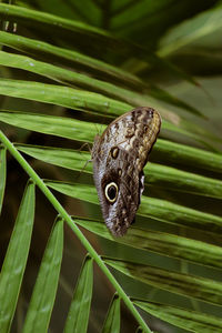 Close-up of butterfly on plant