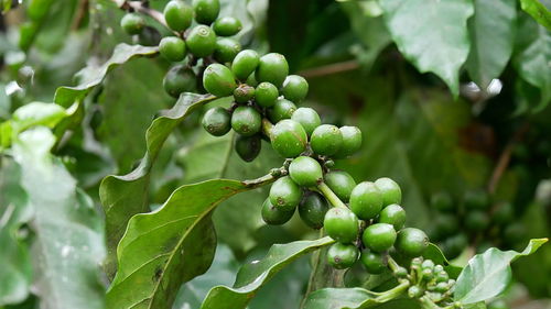 Close-up of berries growing on tree