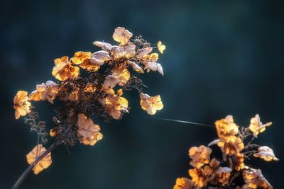 Close-up of wilted flowers against sky