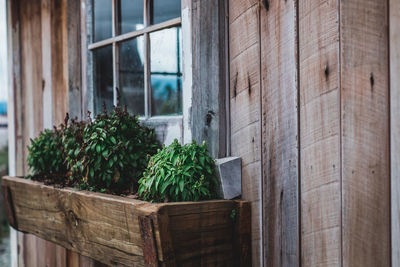 Potted plants in front of window