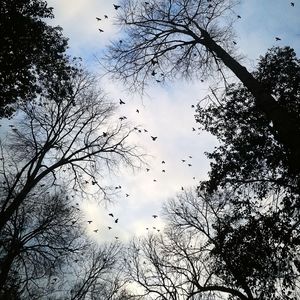 Low angle view of bare trees against sky