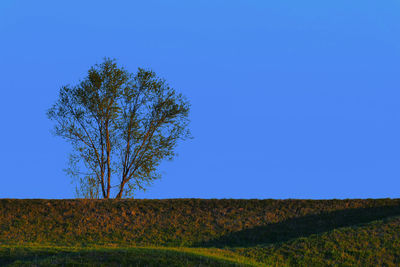 Tree on field against clear blue sky