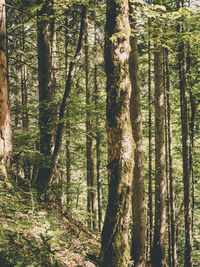 Trees in forest