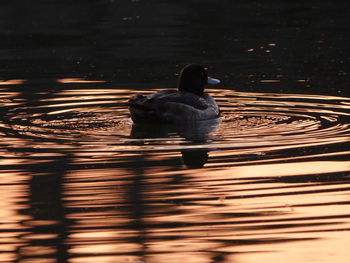 Rear view of swan swimming on lake