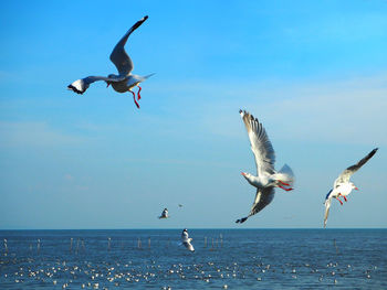 Seagulls flying over sea against sky