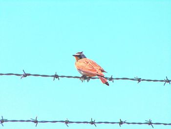 Low angle view of bird perching on wall