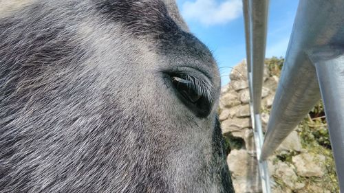 Close-up of horse against sky