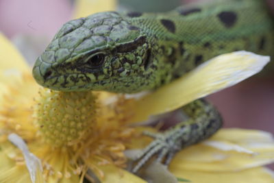 Close-up of lizard