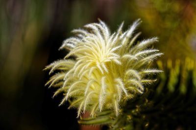 Close-up of white dandelion flower