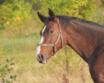 Horse standing in ranch