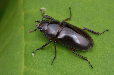 Close-up of insect on leaf