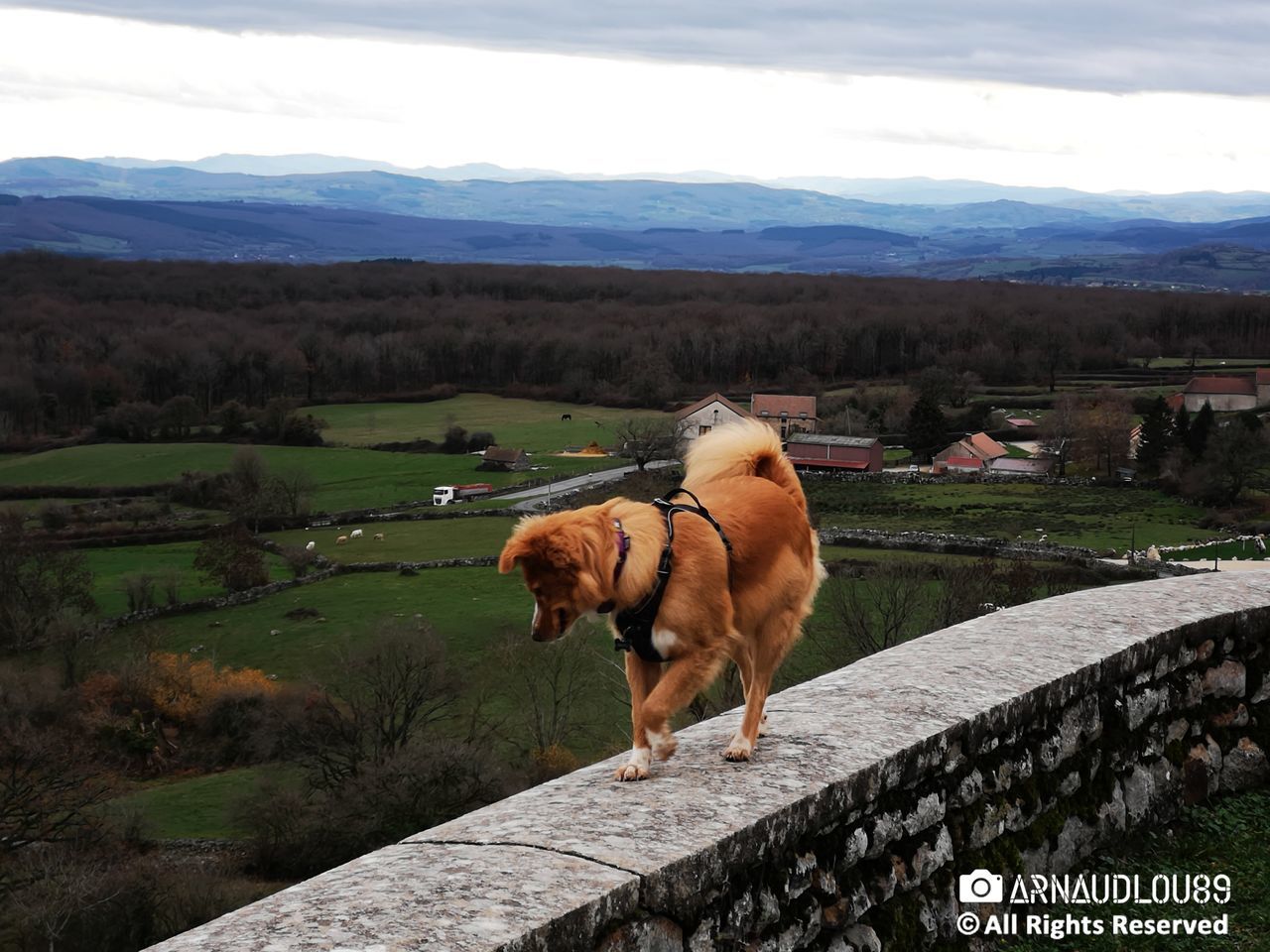 mammal, domestic animals, pets, animal themes, domestic, animal, mountain, vertebrate, one animal, nature, sky, cloud - sky, canine, day, environment, dog, beauty in nature, landscape, no people, outdoors