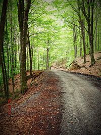 Narrow pathway along trees in forest