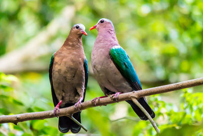 Close-up of birds perching on branch