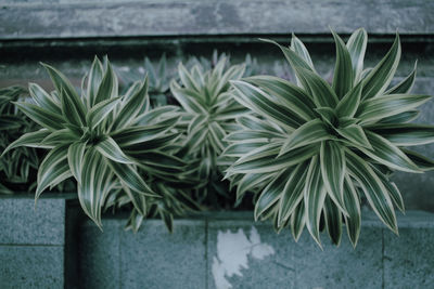 Close-up of potted plant in yard