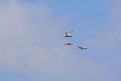 Three bird flying in formation